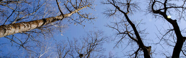 Во вторник ожидается солнечная погода