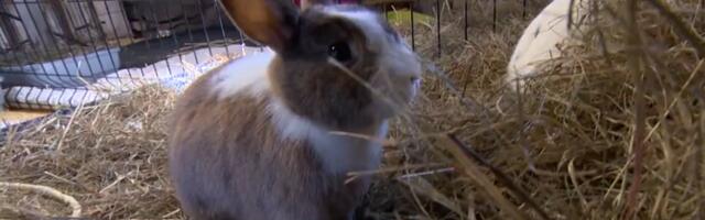 Новая пасхальная тенденция: люди заводят на Пасху кроликов, а потом бросают их