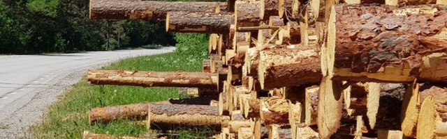 Обращение ученых: льготы на промышленное сжигание древесины надо отменить