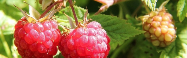 Подкормка малины весной