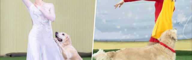 Танцы с собаками – что это за спорт, как научить собаку танцевать, личный опыт Гелены Зыряновой