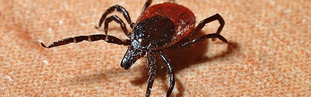 Департамент здоровья: От клещевого энцефалита можно вакцинироваться и во время ЧП