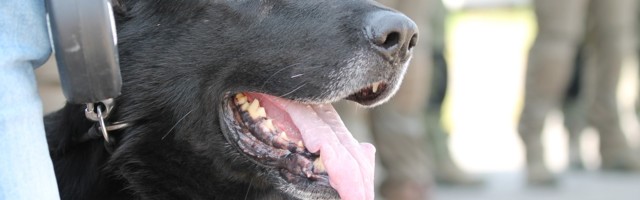 Заслуженную служебную собаку Идаской префектуры проводили на пенсию