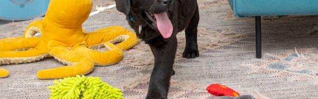 ОТВЕЧАЕТ СПЕЦИАЛИСТ | Можно ли заводить питомца в съемной квартире, если в договоре об этом ничего не сказано?