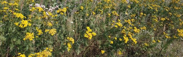 В Ласнамяэ возобновят покос травы