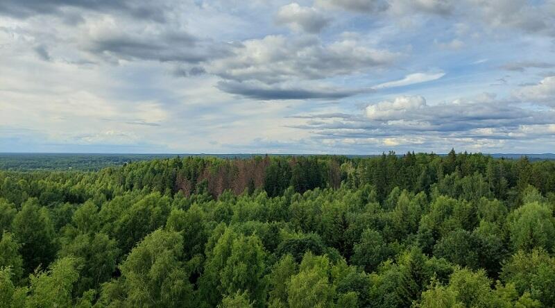 Сколько осталось лесов. Леса Эстонии. Лес в эстонской культуре. П. 2.2.51 леса. Марий Эл фото лесов сколько процентов от всей территории.