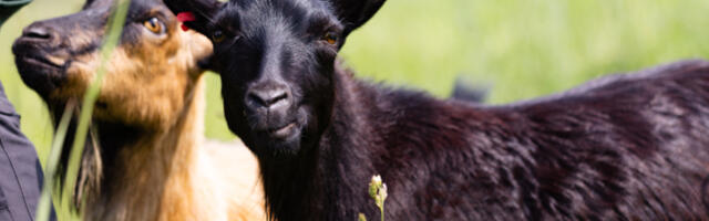 Во дворе Тартуской обсерватории поселятся козы Струувик и Фрауник