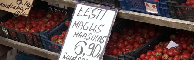 Сезон продаж эстонской клубники подходит к концу