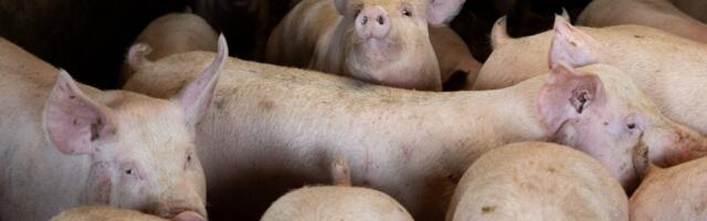 Приостановивший из-за АЧС работу мясокомбинат уничтожит все сырье: без помощи государства мы не справимся