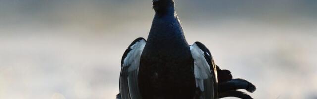 День городского наблюдения за птицами: рекорд Таллинна и редкая трясогузка в Кунда