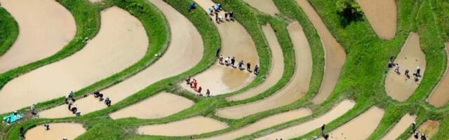 Рис в Японии подорожал в два раза. Как так вышло?