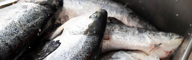 Обанкротился рыбный завод с крупной налоговой задолженностью