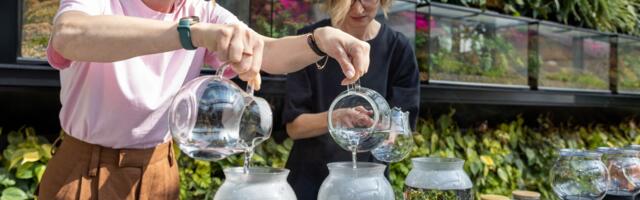 ГАЛЕРЕЯ: в Кадриоргской оранжерее устроили вечер дегустаций с финиками, джином и редкими чаями