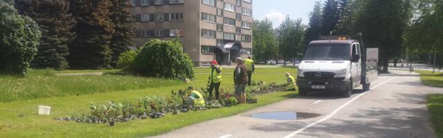 Почему в мае зацвели не все клумбы Нарвы