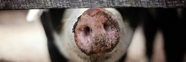 В Латвии уничтожат 20 тысяч свиней из-за АЧС