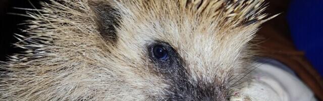 Титул животного года перешел от лосей к ежам