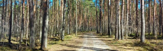 Жители Таллинна смогут принимать в Нымме „лесные ванны“
