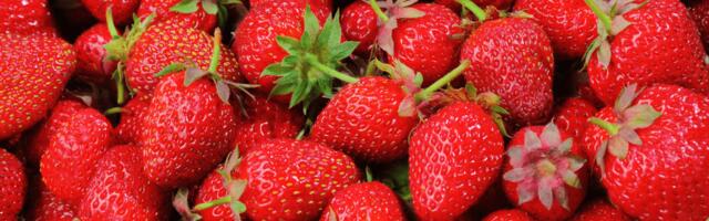 Эстонскую клубнику теперь можно отличить от польской, испанской или греческой