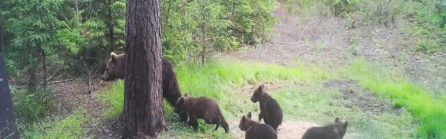 ФОТО | Очень мило: в Ида-Вирумаа в объектив камеры попала медведица сразу с четырьмя медвежатами