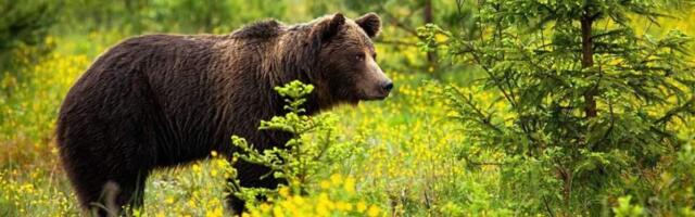 Медведь убил женщину в Польше