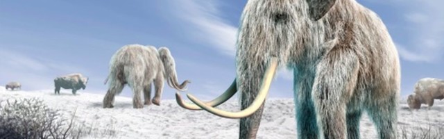 Оживить мамонтов. Ученые из США пытаются вернуть на Землю животных, вымерших тысячи лет назад