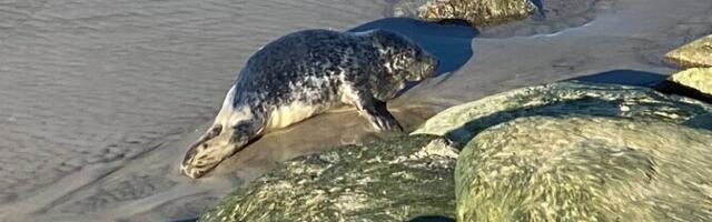 Жителей Эстонии призвали держаться подальше от детенышей тюленей