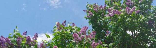 Готовьте зонтики: в Эстонии на этой неделе снова обещают дожди