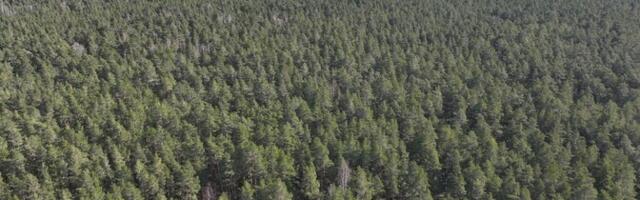 Эстония хочет, чтобы климатическая политика ЕС учитывала особенности государств, богатых лесами