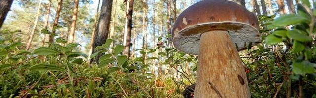 Влажная и переменчивая погода весной "обманула" осенние грибы