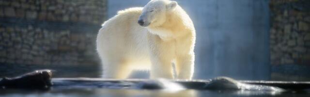 Таллиннский зоопарк отмечает день рождения: бесплатный вход для детей и встречи с белым медведем