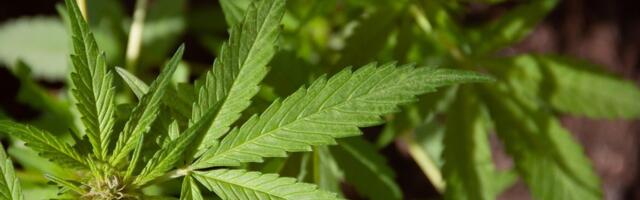 В Латвии обнаружена целая плантация марихуаны