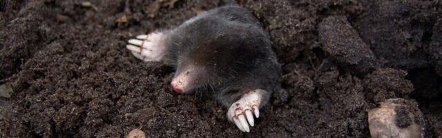 Метод Херема: в борьбе с кротами важно обнаружить основную магистраль их передвижения