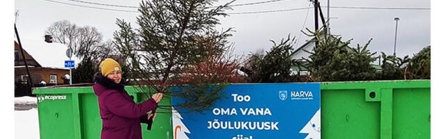 С 8 по 19 января в Нарве пройдет кампания по сбору старых новогодних елок