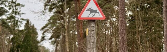 На дорогах в Хааберсти, Ласнамяэ и Пирита установлены предупреждающие о лосях и косулях знаки