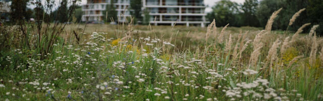 Больше зелени и природы: в Тарту дают гранты на благоустройство дворов