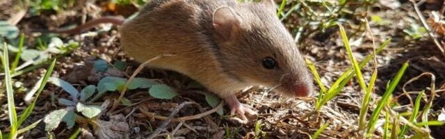 Зоолог: если в подвале есть мыши, зимние запасы следует помыть перед едой