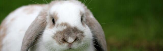 Исследование: четверть домашних кроликов и морских свинок в Эстонии имеют лишний вес