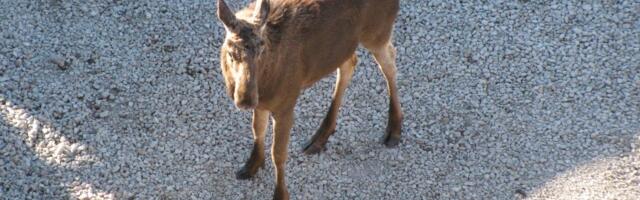 В столкновении легковушки и лося пострадал пожилой водитель 