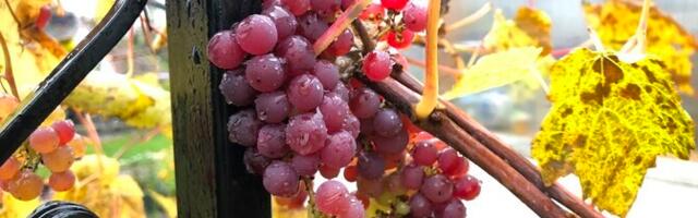 Виноградарь Яан Кивистик: есть серьезные опасения, что виноград может не вызреть