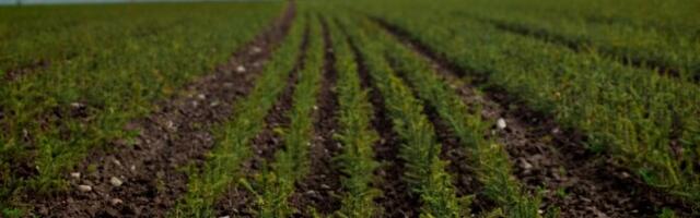 RMK распродает излишки саженцев ели