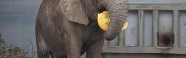Таллинский зоопарк проводит кампанию по сбору тыкв для животных