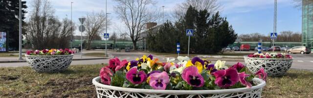 Пропавший с нарвской клумбы декоративный вазон найден. Город готовится к посадке весенних цветов