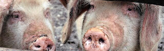 В Пылвамаа подозревают заражение АЧС на ферме с 6700 свиньями