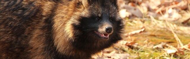 Тартуские охотники хотят активизировать отстрел енотовидных собак как переносчиков АЧС