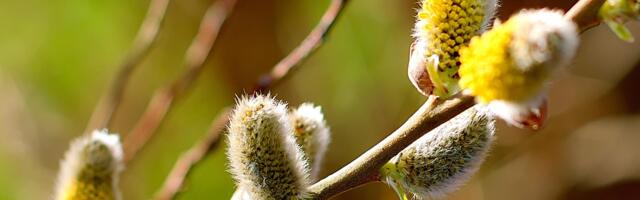 В начале следующей недели – до +13!