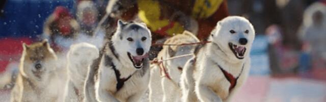 Езда с четвероногими чемпионами: самые популярные виды ездового спорта с собаками