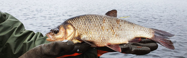 Ученые исследуют рыбное богатство Наровы, пытаясь понять, надо ли пополнять популяции рыб и что можно сделать для улучшения среды их обитания