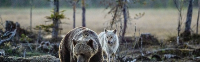 Редкий кадр: в Харьюмаа засняли гуляющих вместе медведя и волка