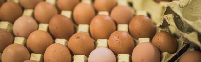 Яйца содержащихся в клетках кур резко подорожали 