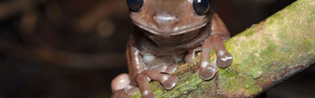 В Новой Гвинее нашли новый вид лягушек. Их назвали шоколадными